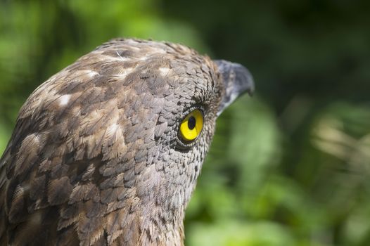 Close-up of Honey buzzard Pernis apivorus , bird from falcon group