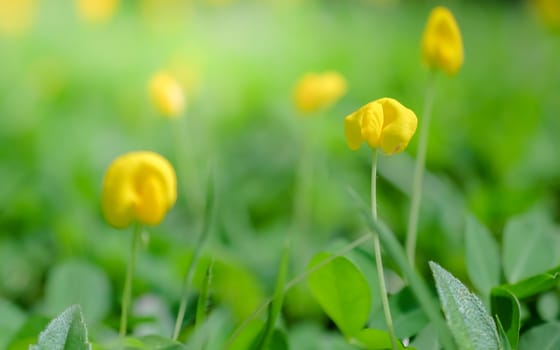 yellow flowers with sunlight background