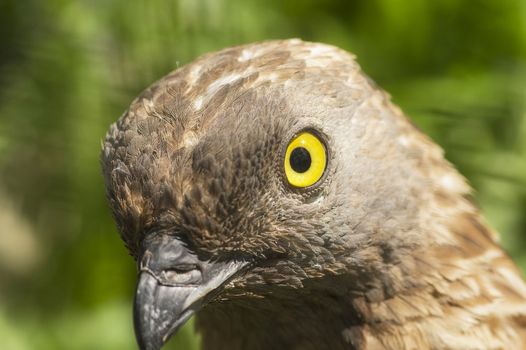 Close-up of Honey buzzard Pernis apivorus , bird from falcon group