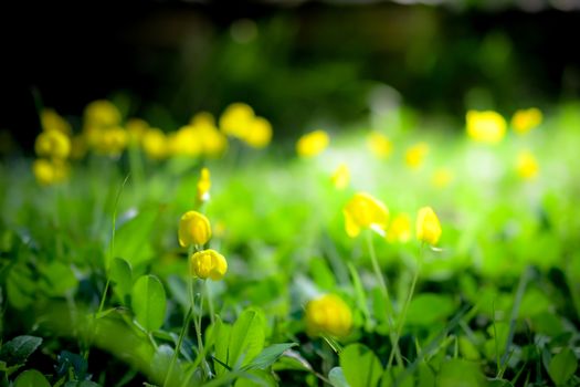 yellow flowers with sunlight background
