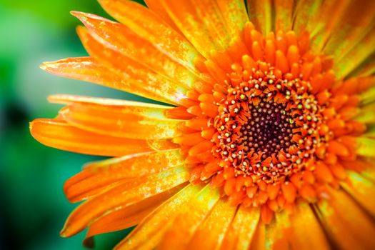 gerbera daisy close up macro texture