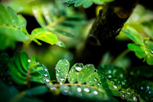 water drops in fresh garden.