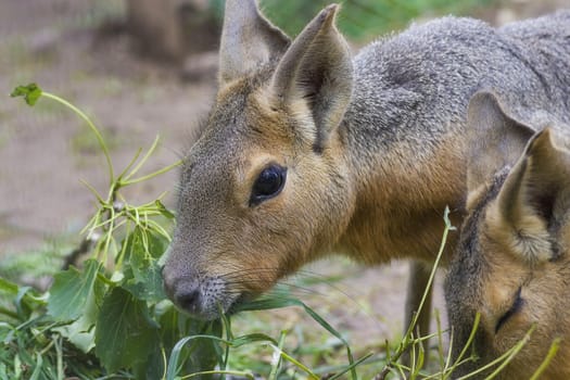 Patagonian mara - Dolichotis patagonum, big rodent, relative of guinea pig, common in Patagonian steppes of Argentina, South America