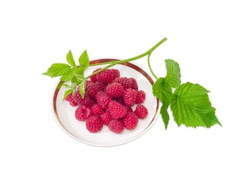 Berries of the fresh cultivated red raspberries on the saucer and raspberry twig on a light background 
