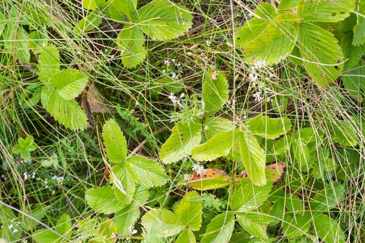 Background of a fragment of the glade covered with leaves of the woodland strawberry, high grass and small flovers
