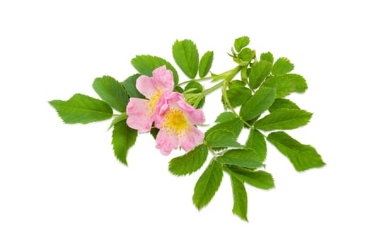 Branch of the dog-rose with two pink flowers close up on a light background
