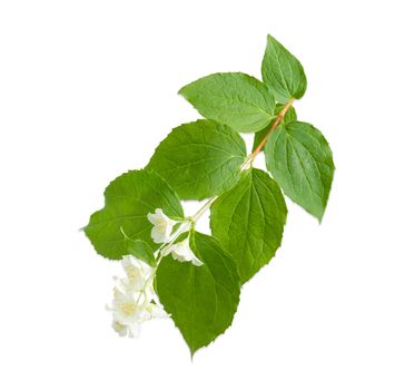 Branch of the  white jasmine with  several flowers close up on a light background
