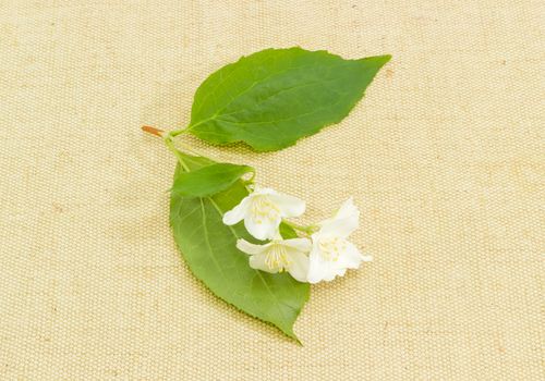 Small twig of the white jasmine with leaves and flowers on the sackcloth
