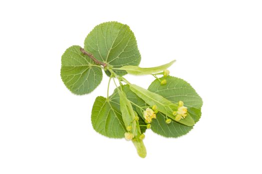 Small twig of the linden with leaves and flowers on a light background 
