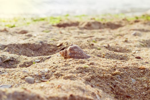 Sea shell on a sandy beach against the sea in the morning with shallow depth of field
