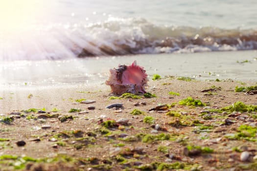 Sea shell on the sandy beach on the seashore on the background of the sea in the morning with shallow depth of field
