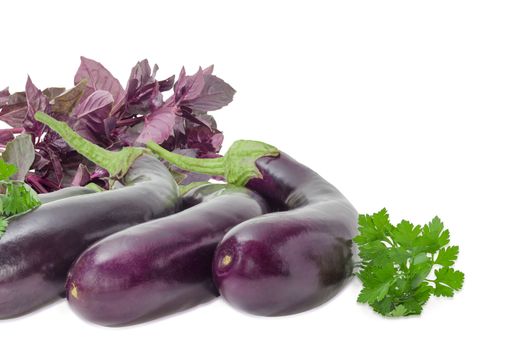 Background of the several fresh eggplants with bundles of the purple basil and parsley on a light background
