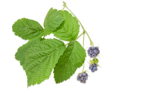 Small twig of the wild blackberry with several clusters of berries and leaves on a light background
