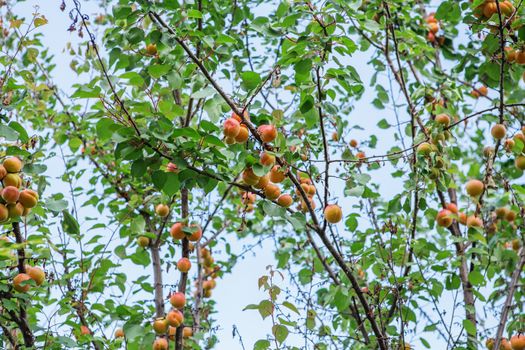Ripe sweet apricot fruits growing on a apricot tree branch in orchard. Apricot ripening