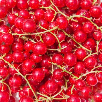 juicy red currant berries background in a garden