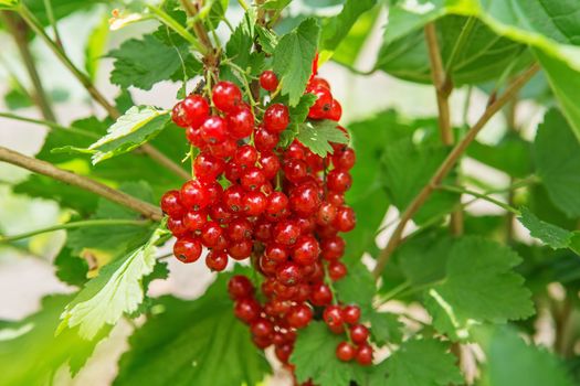 Bush of red currant berries in a garden. Sparkling in summer sun bunch ripe juicy red currant berries, hanging from branch