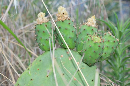 prickly pears on the plant unripe