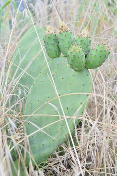 prickly pears on the plant unripe