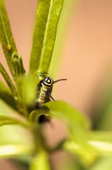 Monarch caterpillar, Danaus plexippus, in a butterfly garden on a flower in spring in Southern California, USA