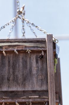 Red admiral chrysalis, Vanessa atalanta, hatches and emerges in a butterfly garden on a flower in spring in Southern California, USA