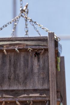 Red admiral chrysalis, Vanessa atalanta, hatches and emerges in a butterfly garden on a flower in spring in Southern California, USA