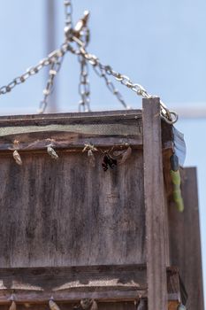 Red admiral chrysalis, Vanessa atalanta, hatches and emerges in a butterfly garden on a flower in spring in Southern California, USA