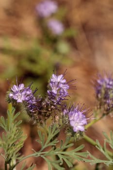 Purple flowers of desert sage Salvia dorrii blooms in the desert of Southern California in summer