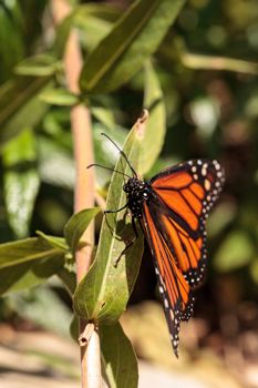 Monarch butterfly, Danaus plexippus, in a butterfly garden on a flower in spring in Southern California, USA