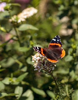 Red admiral butterfly, Vanessa atalanta, in a butterfly garden on a flower in spring in Southern California, USA