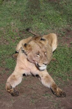 Lion wild dangerous mammal africa savannah Kenya