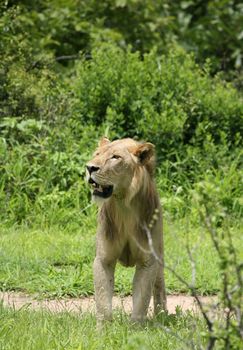 Lion wild dangerous mammal africa savannah Kenya