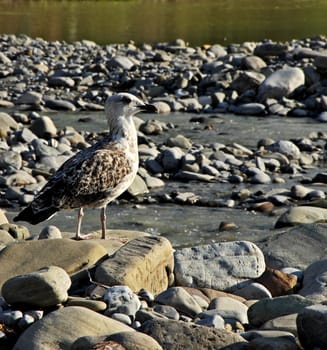 A gull on the mountain river among the stones on a summer day.
