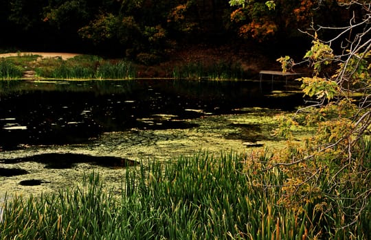 A beautiful pond overgrown with duckweed in early autumn.