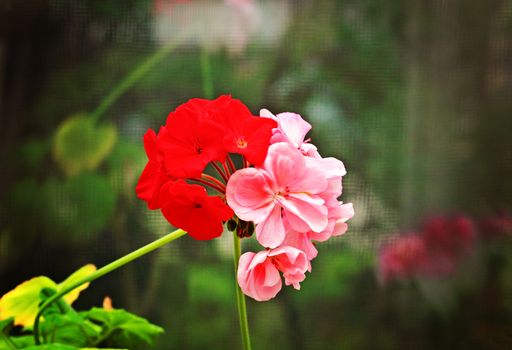 Two interlaced flowers of room geranium.