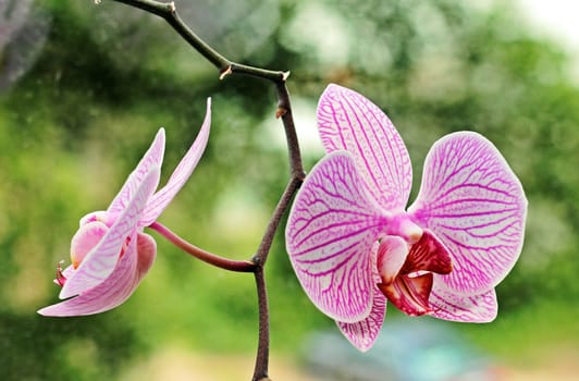 Two beautiful flowers of a room orchid.