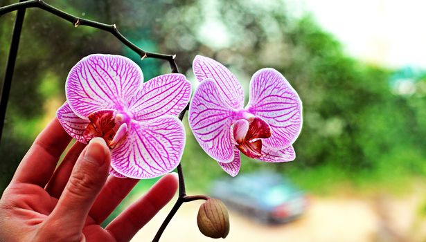 Two beautiful delicate flower of a room orchid. A woman carefully keeps a flower.
