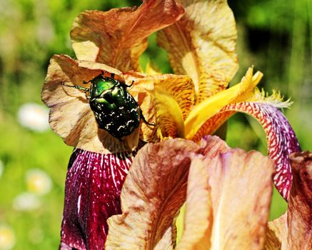A large beetle sits on a flower on a summer sunny morning.