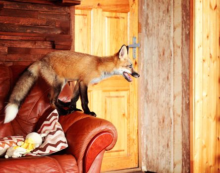 A small red funny fox climbs the sofa in the house.