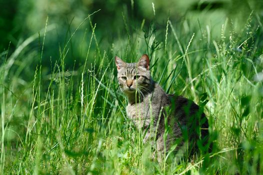gray striped domestic cat sitting in the grass
