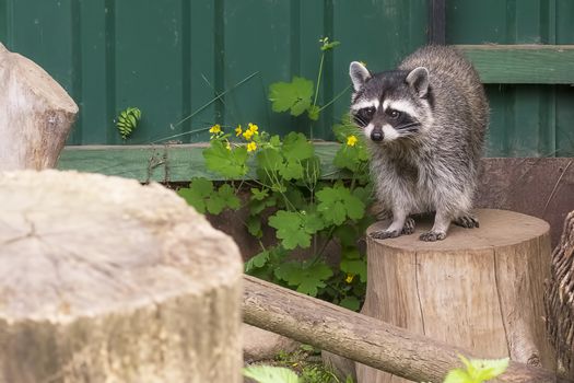 raccoon Procyon lotor , also known as the North American raccoon close up. Human like expression on the animal face