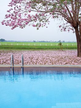 Outdoor swimming pool with pink trumpet tree flower(Tabebuia rosea) and farmland on backside.