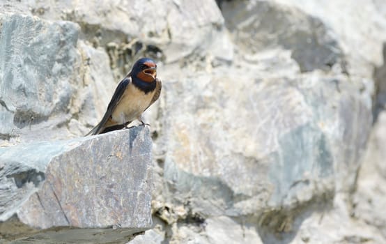 Swallow, Hirundo rustica on rock