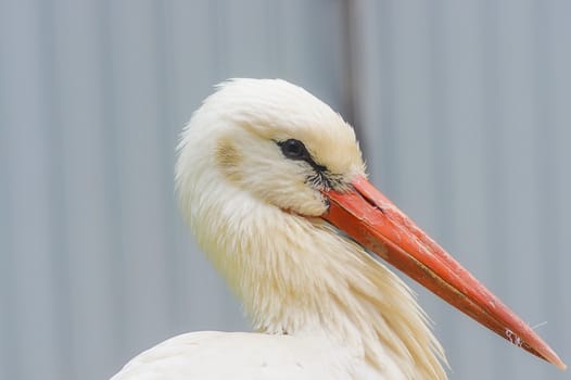 White stork Ciconia ciconia with red big beak close-up