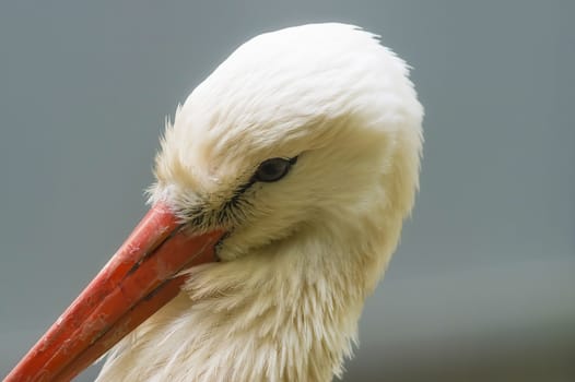 White stork Ciconia ciconia with red big beak close-up