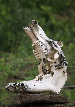 Old Skull of a hippopotamus close-up