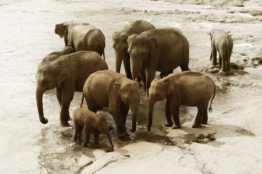 Family of Indian elephants. Pinnawela Elephant Orphanage on Sri Lanka