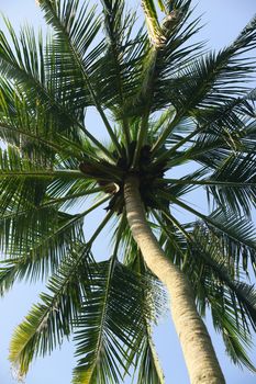 Tree of a coco the bottom view