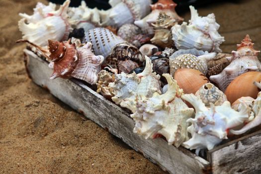 Different seashell are sold on a beach. Sri Lanka