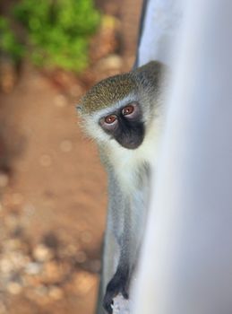 Curious monkey on the balcony of the hotel, Kenya