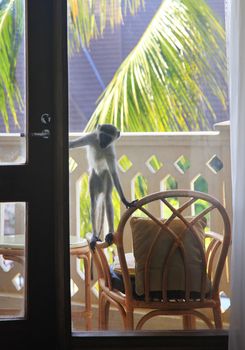 Curious monkey on the balcony of the hotel, Kenya